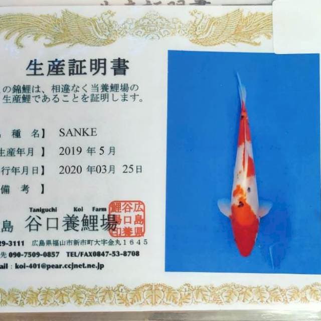 Sanke import farm taniguchi size 30 cm body jozzz