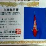 Sanke import farm taniguchi size 30 cm body jozzz