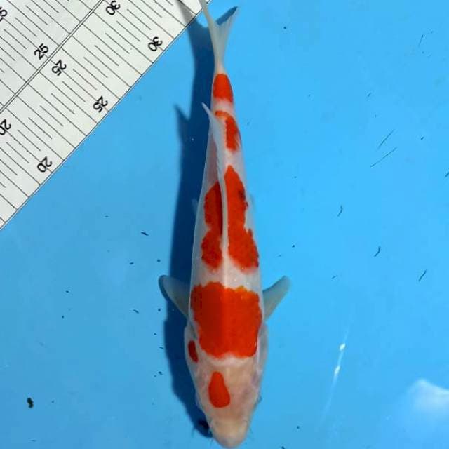 ND 4 SAKSIRE 25CM