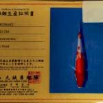 Kohaku import jozzz size 25 cm