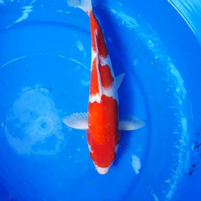 Kohaku Quality Merah Merona