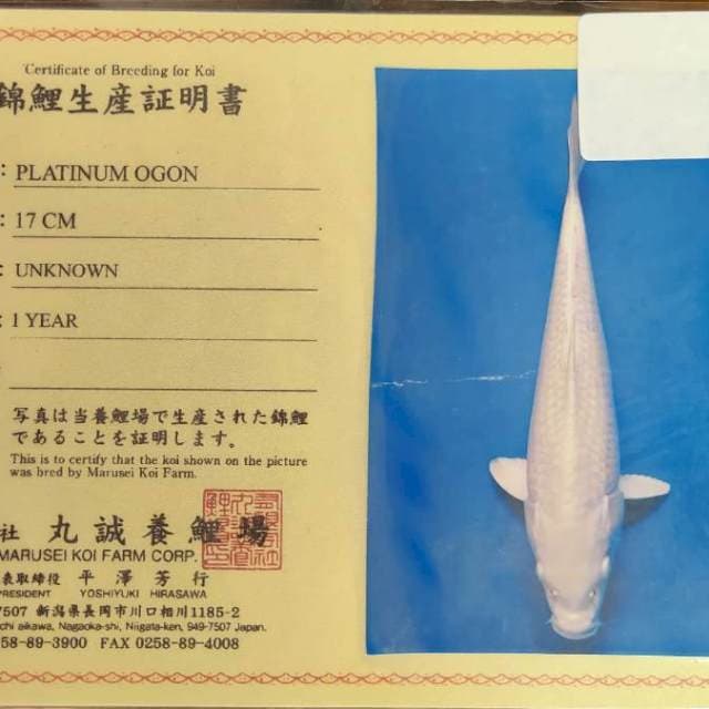 Platinum ogon import size 25 cm Bu josss
