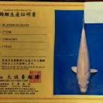 Platinum ogon import size 25 cm Bu josss