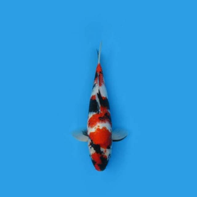 RED SHOWA - MARUTEN MALE