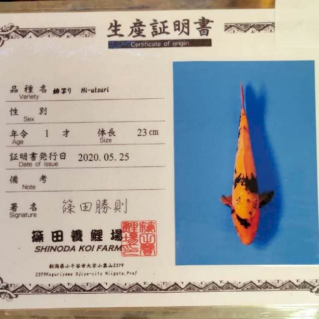 Hi-utshuri import farm sinoda size 25 cm josss