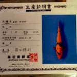 Hi-utshuri import farm sinoda size 25 cm josss