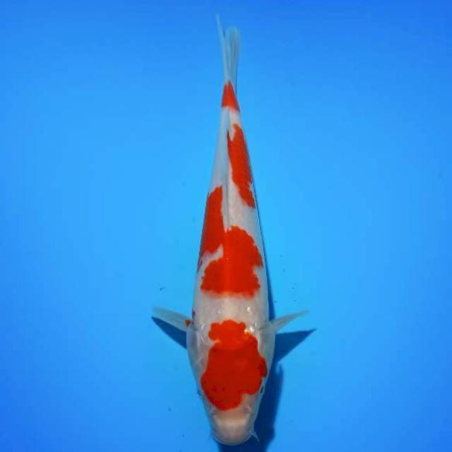 ND 2 TAKPIKIRE 25CM