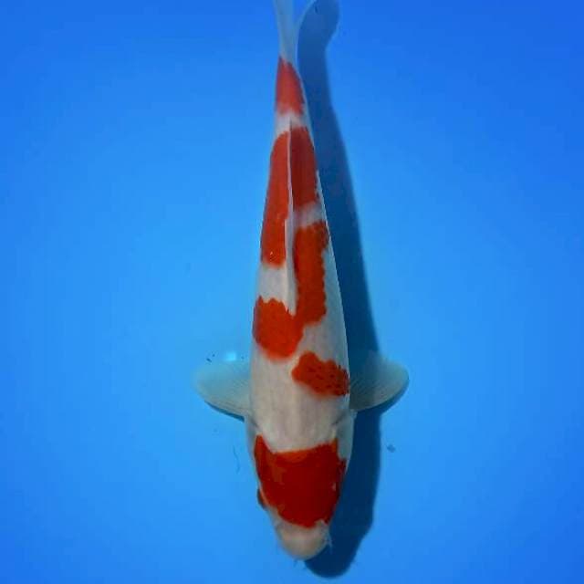 ND 3 TAKPIKIRE 25CM