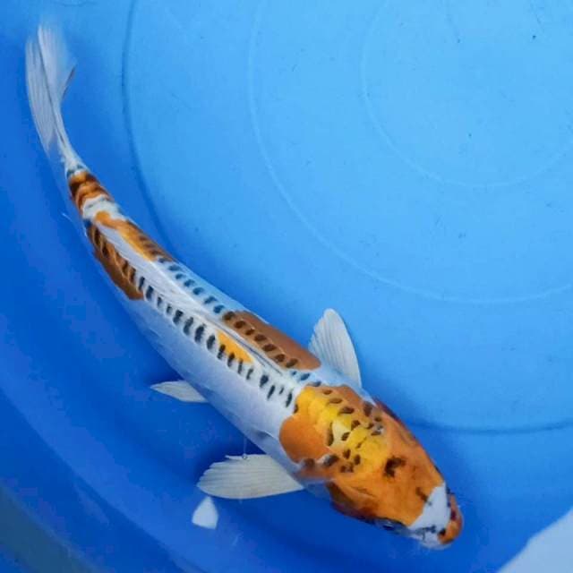 Kujaku doitsu ring rapi 31cm