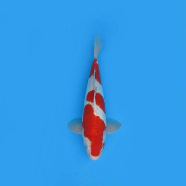 DOITSU KOHAKU MALE STONG