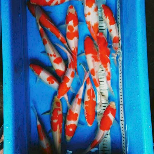 KOHAKU RED STRONG. (15 ekor )