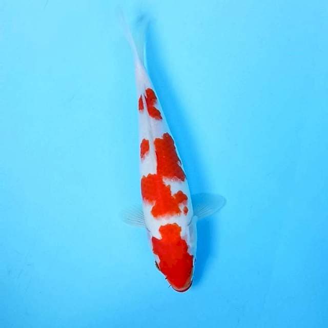 Kohaku # 28cm