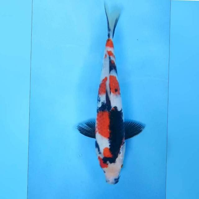 Showa Shansoku # 34cm