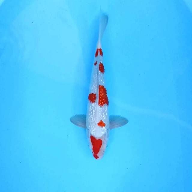 Kohaku Ginrin # 37cm