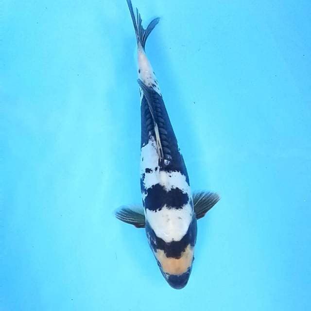 Doitsu Shiro # 33cm