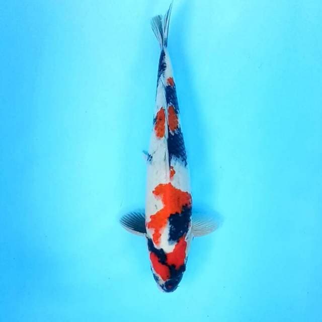 Kindai Showa # 39cm