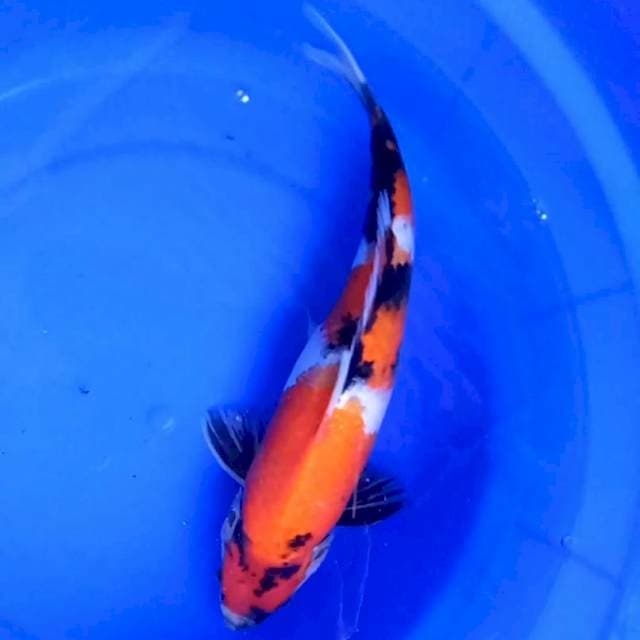 Showa utsuri 30cm