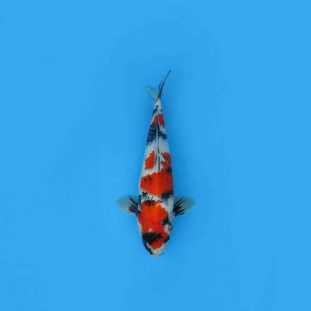SHOWA SANSHOKU - GOOD PATTERN
