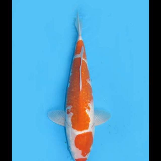Kohaku Ginrin - 38cm Male 