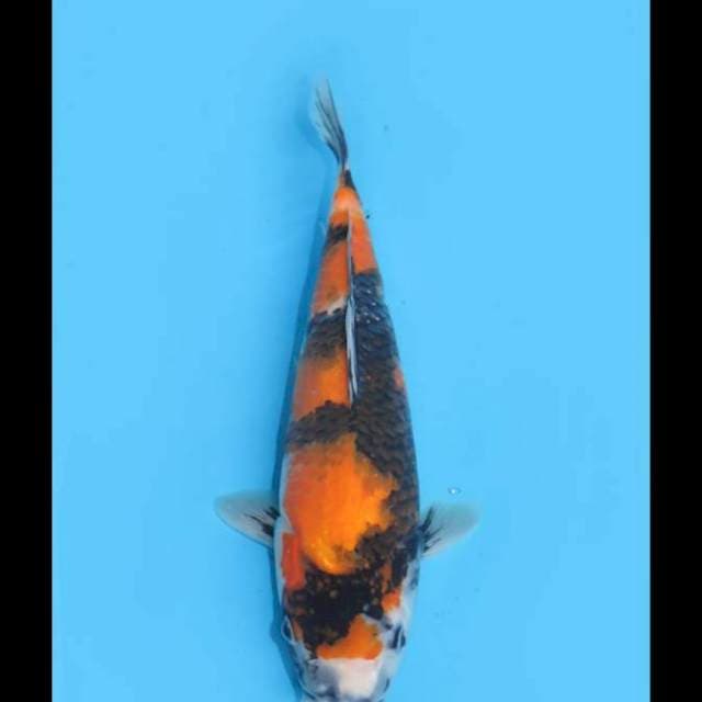 Hi Showa Tategoi - 30cm Female 