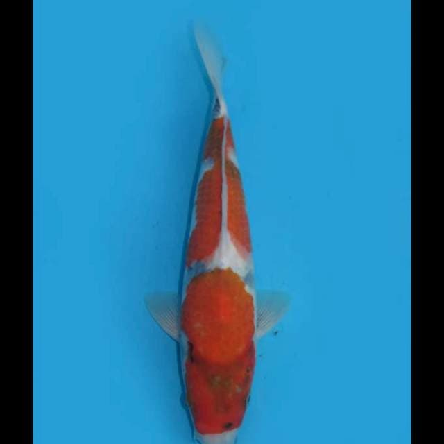 Showa Tategoi - 30cm Male