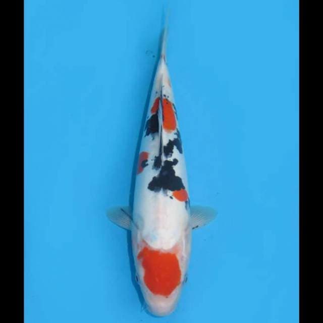 Sanke Doitsu Murni - 28cm Female
