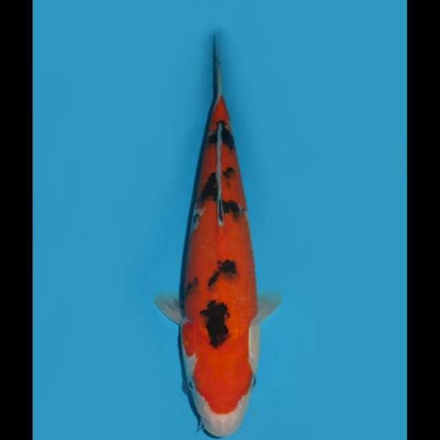 Aka Sanke - 33cm Male