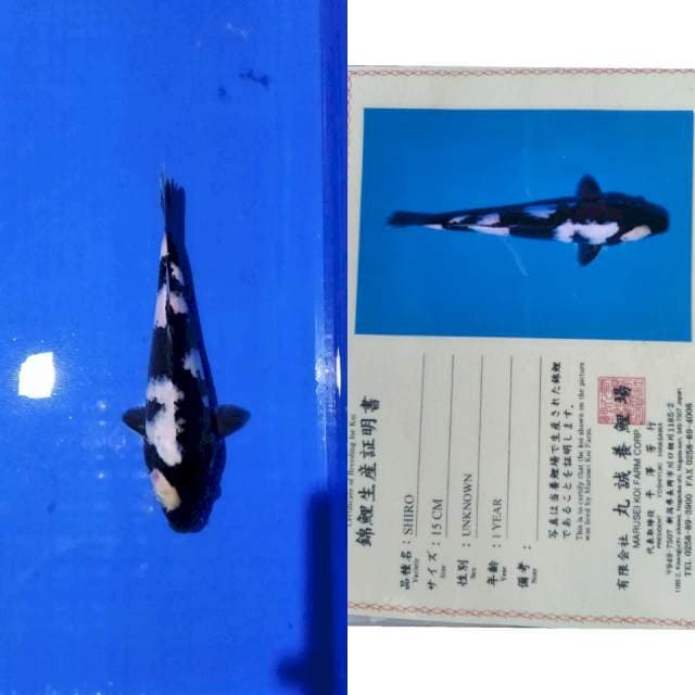 Shiro marusei