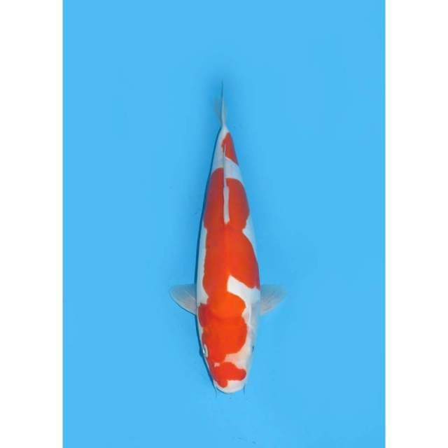 Kohaku Doitsu Murni - 38cm Female