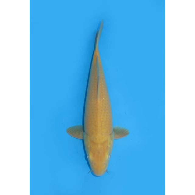 Bersih Karashi Red Eye - 30cm Male