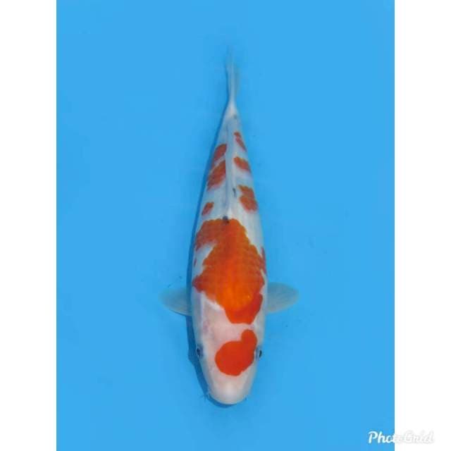 F1 Sanke Masa Depan - 32cm Female