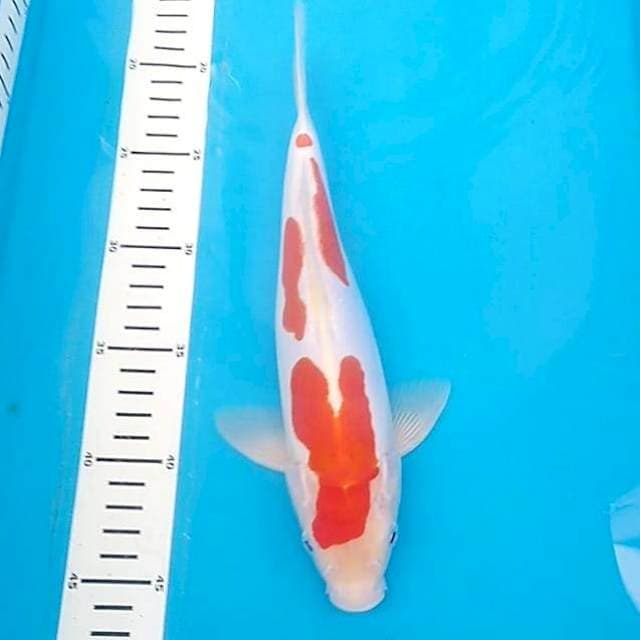 Kohaku doitsu murni