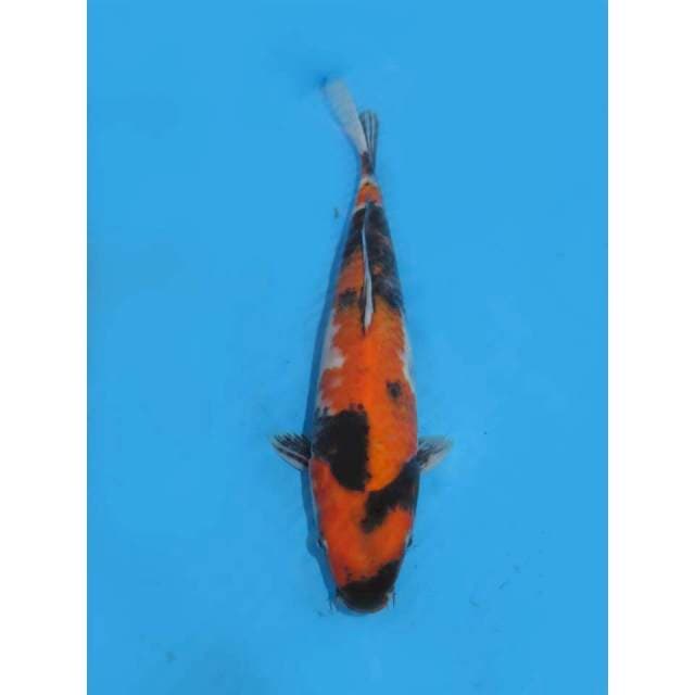 Hi Showa Tategoi - 34cm Male