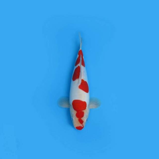 DOITSU MURNI _MALE STRONG RED