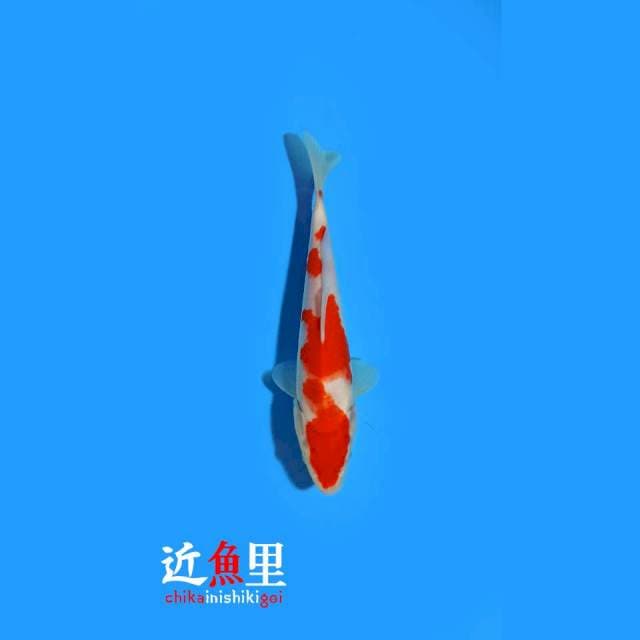 Kohaku 22 cm