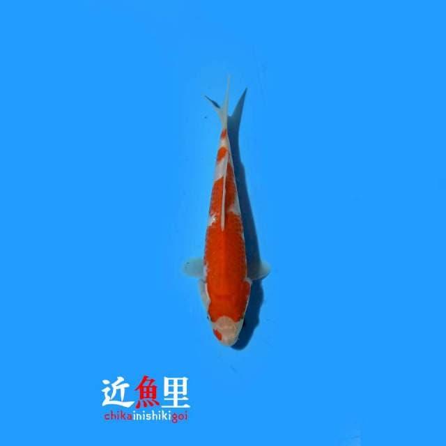 Kohaku 21 cm