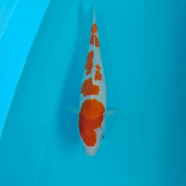 Kohaku, 32 cm