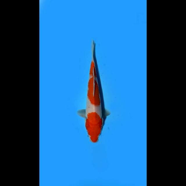 SANDAN_KOHAKU_20CM