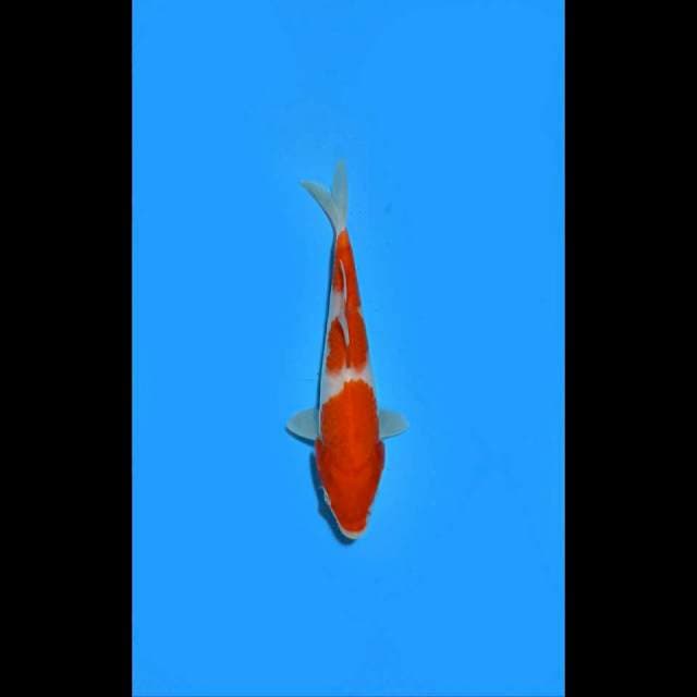 KOHAKU_NIDAN_21CM