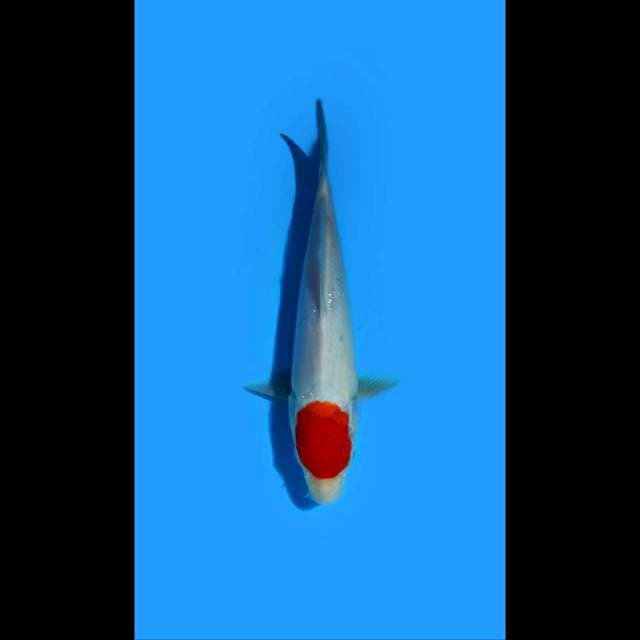 TANCHO_KOHAKU_22CM