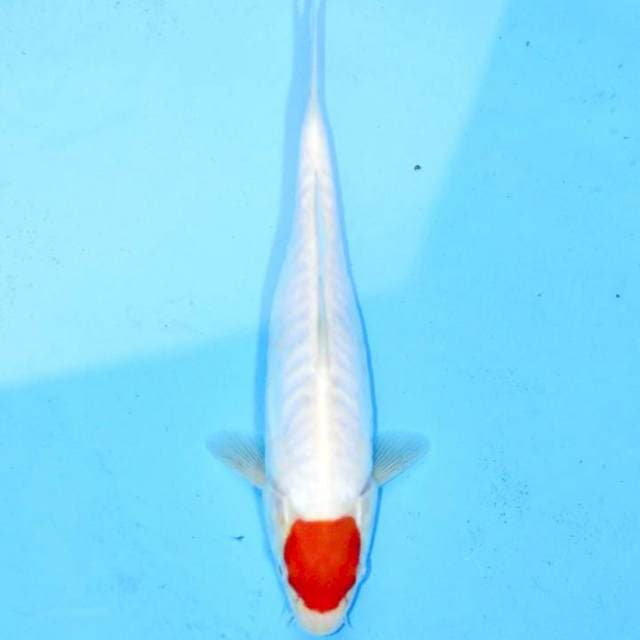 Tancho Kohaku Doit 25bu