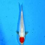 Tancho Kohaku doit 25bu