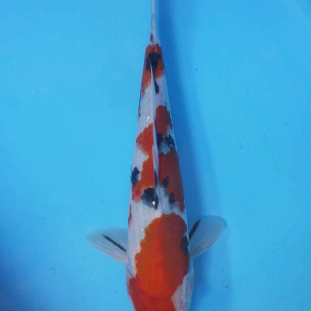 Sanke Nice Pattern