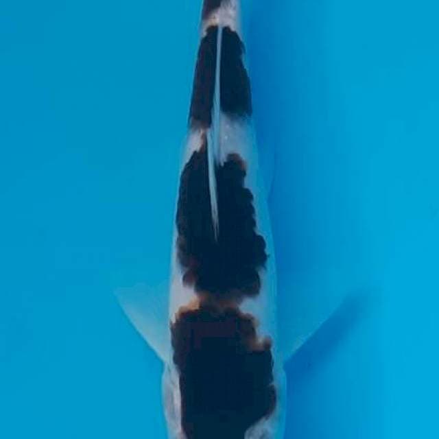 Superblack goromo white skin