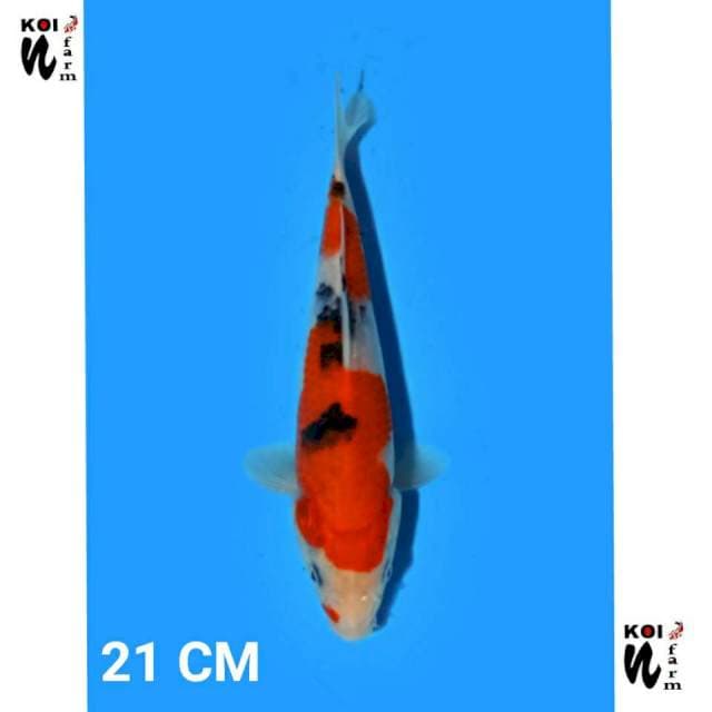 ND 5 TAKPIKIRE