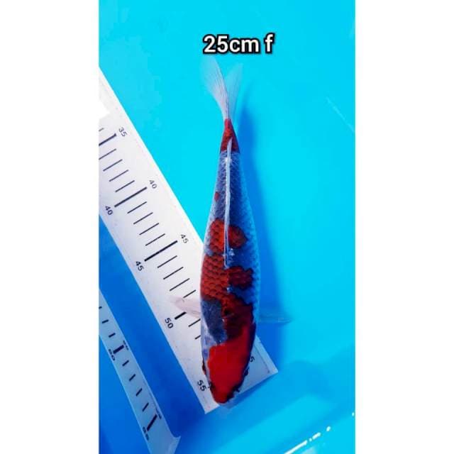 GOSHIKI RED STRONG 25cm