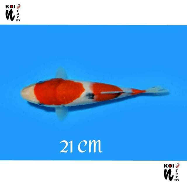 ND NGENEAE 1