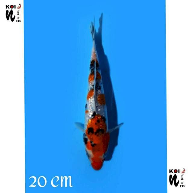 ND NGENEAE 2