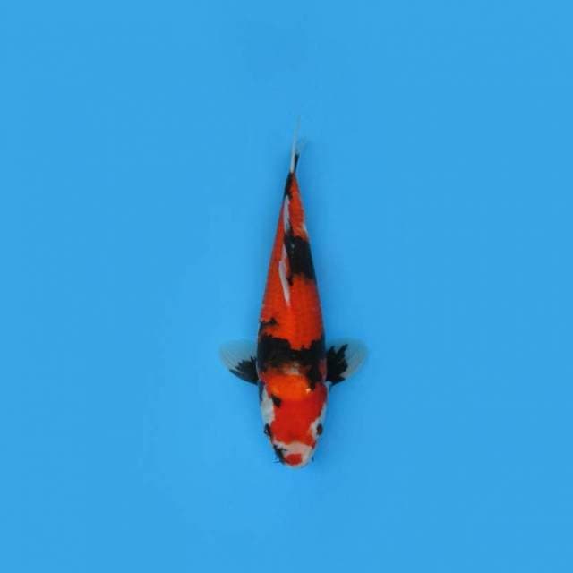 Hi SHOWA - KUCIBENI CANTIK