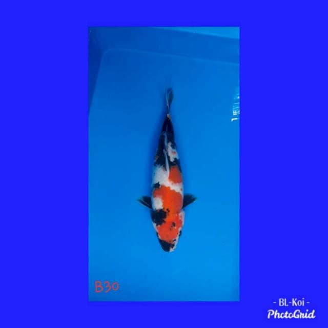 Showa betina 30cm